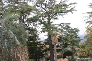 Cedro parco Zafferana